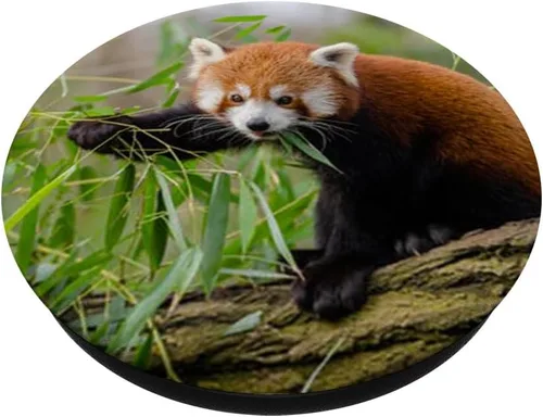 Miniatura 2 de Lote de vasos de panda rojos con diseño de oso de zorro, para amantes de la naturaleza, con agarre y soporte para teléfonos y tabletas