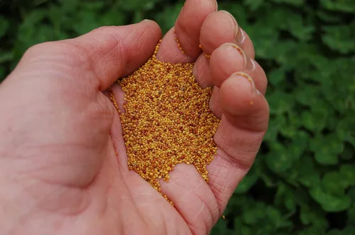 Miniatura 3 de Semillas de trébol blanco - Semillas prémium de Willamette Valley, cultivadas en Oregon, sin recubrimientos, sin semillas de malas hierbas (1 libra)