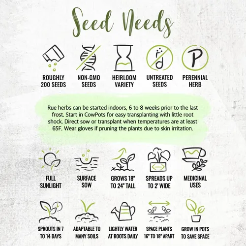 Miniatura 8 de Seed Needs Semillas de Rúe para Plantar Hierbas Medicinales - Semillas Perennes Autóctonas No Transgénicas y Sin Tratar para Cultivar un Jardín