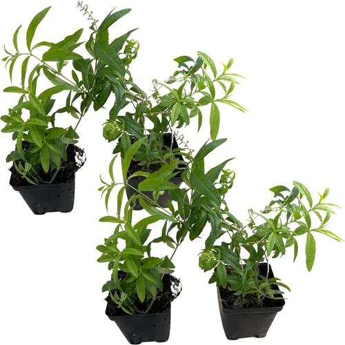 Miniatura 13 de Hierba aromática y comestible viva, lavanda (4 por paquete), potenciador natural del sueño, 6 pulgadas de alto por 4 pulgadas de ancho en 1 pinta