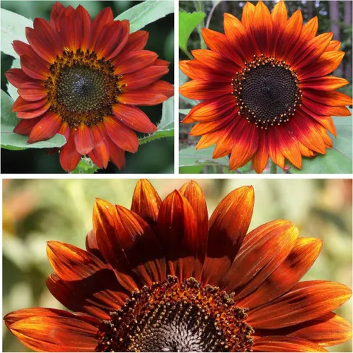 Miniatura 3 de Seed Needs Velvet Queen - Semillas de girasol para plantar flores rojas y naranjas, semillas de flores de polinización abierta para plantar un