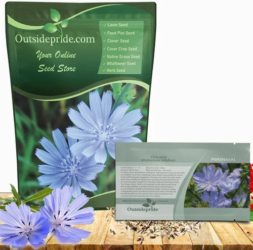 Outsidepride Semillas de achicoria para plantar: 1 libra perennes, fáciles de cultivar y tolerantes a la sequía, semillas de flores con flores azul