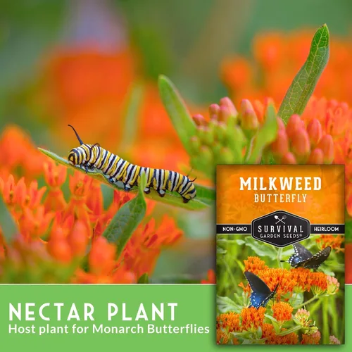 Miniatura 3 de Semillas de algodoncillo de mariposa para plantar, reliquia Asclepias Tuberosa, flores naranjas nativas para mariposas monarca y jardines