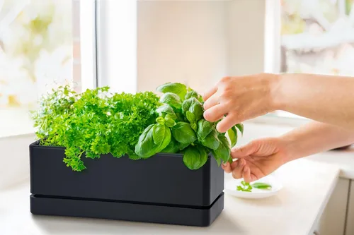 Miniatura 7 de D'vine Dev - Maceta para ventana de 12 pulgadas, maceta rectangular de plástico para hierbas con agujeros de drenaje y plato, maceta de suculentas