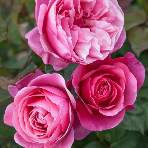 Rosas de té híbridas de reliquia, planta de raíz propia viva para jardín al aire libre, Dee-Lish®, muy fragantes, zonas de rusticidad: 5-9,