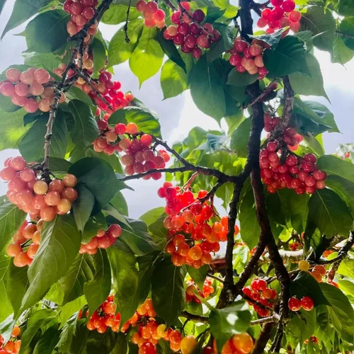 Miniatura 5 de 30 semillas de cerezo – Prunus Avium – Semillas de plantas ornamentales sin OMG para jardín al aire libre