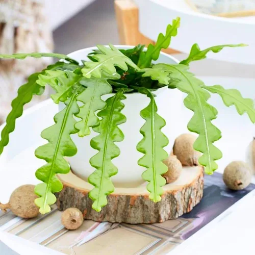Miniatura 2 de Fishbone Cactus Plant Live, Epiphyllum Cactus Live Suculent, en maceta de 4 pulgadas
