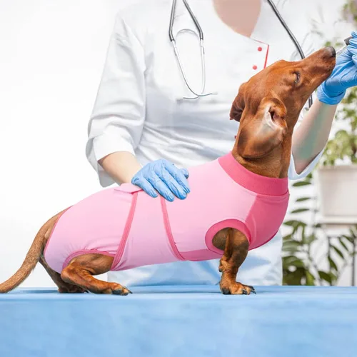 Miniatura 7 de Kuoser Traje de recuperación para perros, traje suave de esterilización para perros para recuperación de cirugía femenina, traje de recuperación