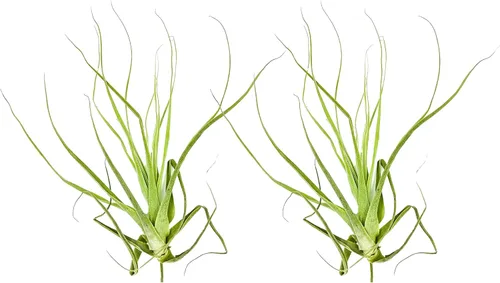 Miniatura 44 de ragnaroc Planta de Aire Viva – Tillandsia Capiput, Jumbo 6-9” - 2 unidades - Llegada Viva Garantizada - Plantas de Casa para Decoración del Hogar