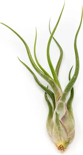 Miniatura 4 de Paquete de 5 plantas de aire grandes de Tillandsia – Xerographica, Juncea, Bulbosa, Caput Medusae y Harrisii, plantas suculentas vivas disponibles