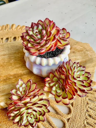 Miniatura 6 de Plantas suculentas viven Echeveria 'llama roja', mini suculentas rojas de 3 pulgadas, raíz desnuda sin maceta, planta suculenta decoración viva