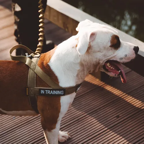 Miniatura 7 de EXCELLENT ELITE SPANKER Arnés sin tirones para perro, acolchado, chaleco de patrulla militar, de nailon ajustable, arnés para perro con asa para Cob