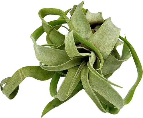 Miniatura 3 de ragnaroc Plantas de aire vivo – Tillandsia Streptophylla Grande – 3 unidades 3-5 pulgadas – Ideal para regalos y regalos, plantas de interior vivas
