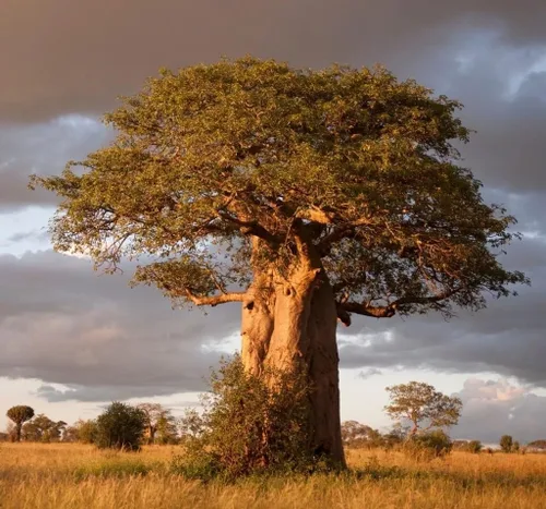 Miniatura 2 de Más de 10 semillas de baobab africano Árbol de la vida de Adansonia Digitata Rare