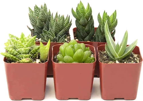 Compra Suculentas | Colección Haworthia | Surtido de plantas suculentas de interior vivas, miniaturas de aloe seleccionadas a mano, completamente