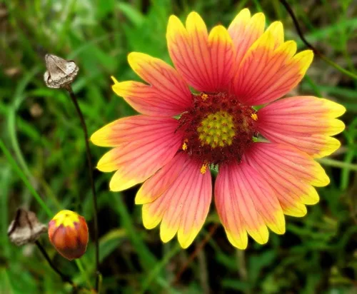 Gaillardia - Manta de semillas de flores, 50 unidades de la marca COOL BEANS N SPROUTS