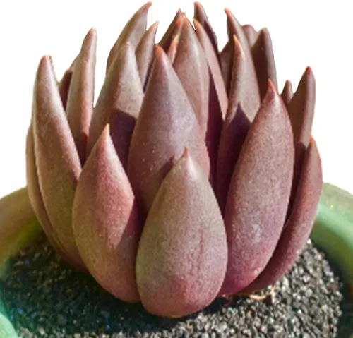Miniatura 21 de Plantas suculentas vivas, Echeveria Onslow variegada de 3.2 pulgadas, Plantas de interior mini, Planta viva de raíz desnuda sin tierra, Plantas