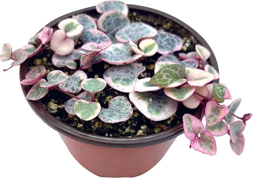 Miniatura 9 de Planta suculenta viva de 4 pulgadas con cuerda de corazones variegada, plantas suculentas vivas, plantas suculentas enraizadas, planta colgante