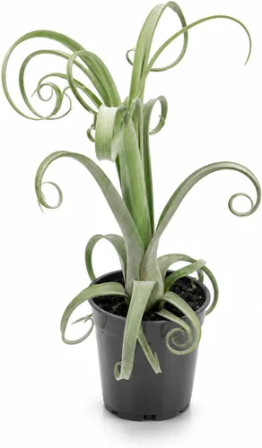 Miniatura 11 de Agloanema Garnet House Plant, Chinese Evergreen Live Plant for Indoor Spaces, Colorful Aglaonema Live Plant, Feng Shui Plants Live Houseplants for