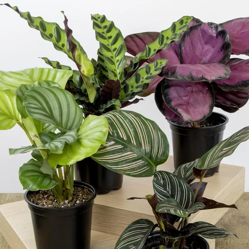 Miniatura 2 de Calathea - Plantas de oración vivas (4 unidades), plantas de interior aptas para mascotas, paquete de plantas de interior de oración, mezcla