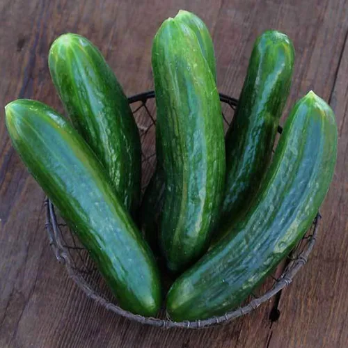 Organic Muncher - Semillas de pepino sin eructos – 1 onza ~ 900 semillas – Semillas orgánicas, reliquia, polinizada abierta, sin OMG, semillas de