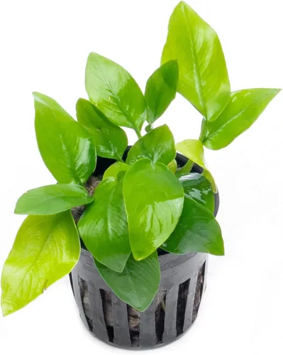 Miniatura 69 de SubstrateSource Plantas vivas – Anubias Hastifolia (Anubias hastifolia) – Luz baja a moderada, hojas en forma de flecha de color verde medio a