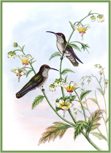 Miniatura 17 de Canguros australianos John Gould Counted Patrón de punto de cruz