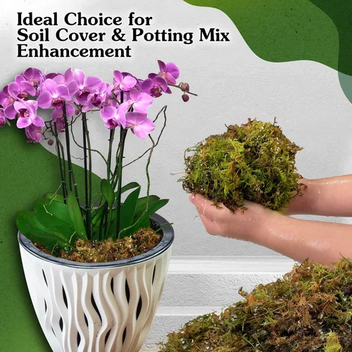 Miniatura 5 de Musgo natural para plantas de interior, musgo seco para plantas en maceta, musgo de orquídea para trasplantar, musgo de bosque para mezcla