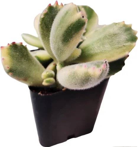 Plantas suculentas vivas de USKC (maceta de 2 pulgadas Cotyledon tomentosa pata de oso Variegata)
