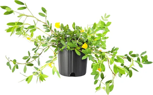 Hierba ornamental de maní | Planta de tamaño grande de 1 galón | Arachis glabrata | Cubierta de suelo tolerante a la sequía | Alternativa de césped