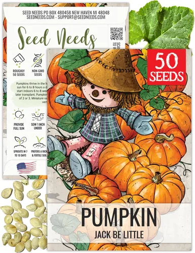 Miniatura 21 de Seed Needs, Jack O' Lantern - Semillas de calabaza – 25 semillas tradicionales para plantar Cucurbita Pepo – Sin OMG y sin tratar, ideal para tallar