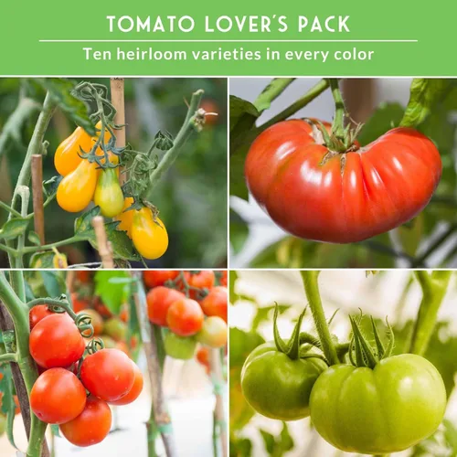 Miniatura 4 de Semillas de tomate 10 variedad para plantar - Cherokee Purple, Roma, Cherry, Aunt Ruby's Green, Hillbilly, Mortgage Lifter, Brandywine, y más