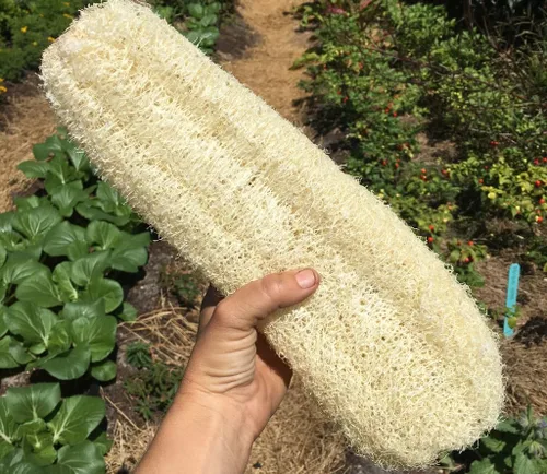 Miniatura 2 de Semillas de calabaza Luffa extra largas de EE. UU. Esponja china asiática de esponja de calabaza semillas de calabaza sin OMG reliquia 20 piezas
