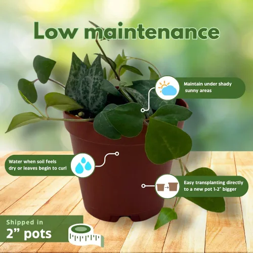 Miniatura 4 de BubbleBlooms Juego de 3 macetas de 2 pulgadas para suculentas, la elección del cultivador puede incluir una cadena abigarrada de corazones