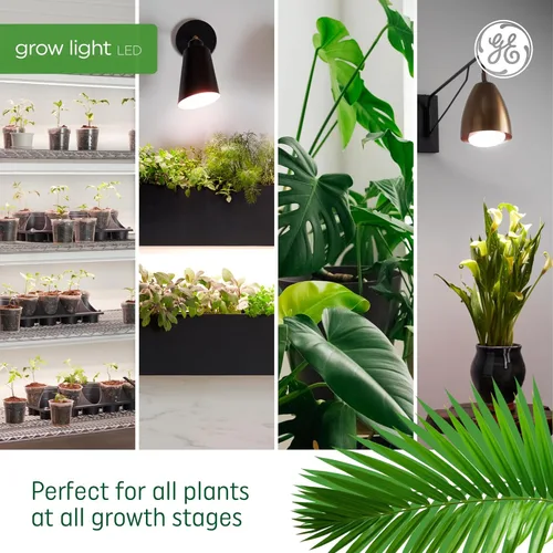Miniatura 6 de GE Bombilla de luz LED de cultivo, PAR38 luz de inundación, luces de cultivo LED de interior para flores y frutas, espectro de luz roja avanzado