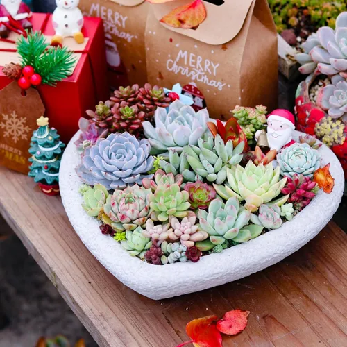 Miniatura 6 de Sprout N Green Plantas suculentas vivas, paquete de 8 suculentas reales surtidas en maceta de 2 pulgadas con mezcla de tierra, plantas pequeñas