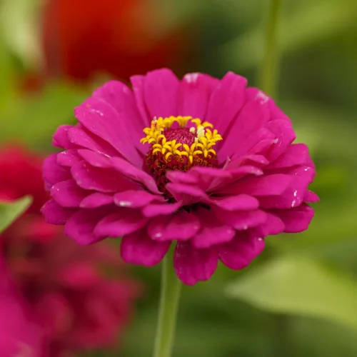 Miniatura 6 de Eden Brothers Semillas de zinnia - Mezcla California Giants, semillas no transgénicas para plantar, 1/4 lb Semillas de flores de bajo