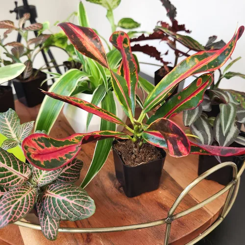 Miniatura 7 de Plantas de interior vivas fáciles de cultivar (paquete de 6), colección de lujo de plantas de interior purificadoras de aire, peperomia, plantas