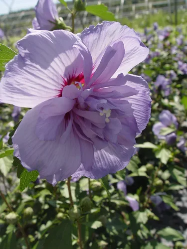 Miniatura 3 de Green Promise Farms Hibiscus syr. `Blue Chiffon` (Rosa de Sharon) Arbusto, contenedor de 3 tamaños