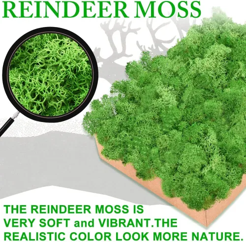Miniatura 4 de Musgo preservado para manualidades, musgo de reno verde para plantas en maceta, decoración de musgo decorativo para arte de pared, musgo seco