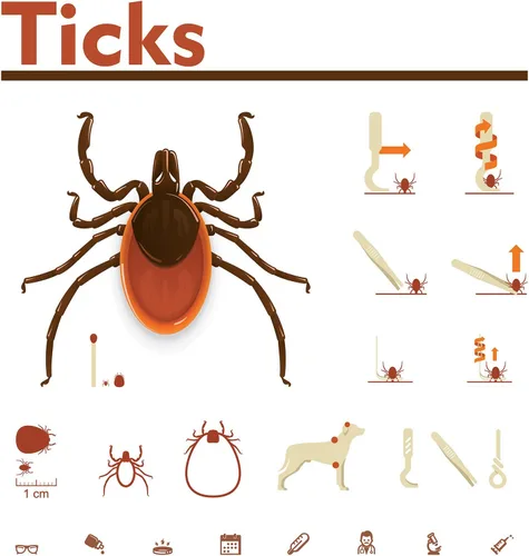 Miniatura 7 de Boao Kit de herramientas de eliminación de garrapatas de 7 piezas, incluye 3 removedores de plástico, 3 pinzas de acero inoxidable con peine