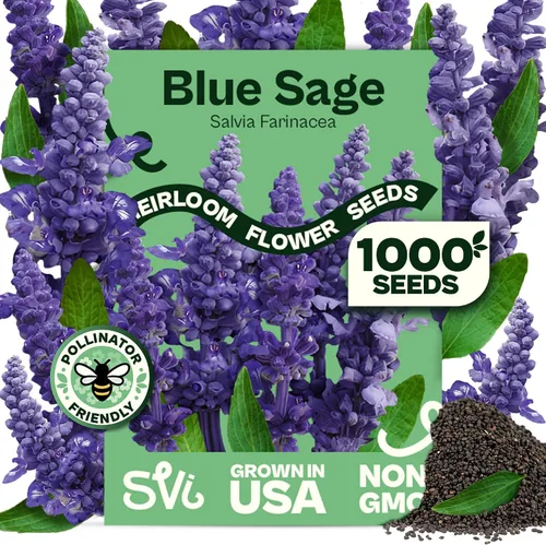 Miniatura 10 de Queen Anne 's Lace- 200 semillas – 50% de descuento venta