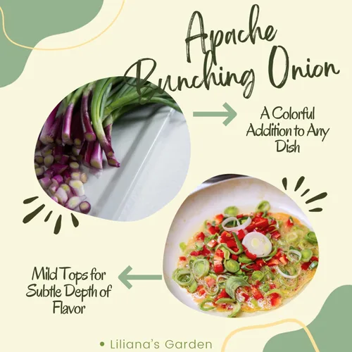 Miniatura 6 de Semillas de cebolla roja "Apache", también conocidas como cebolleta roja o cebolla para ensalada Semillas de reliquia de Liliana's Garden