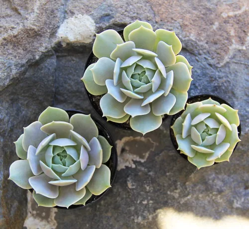 Miniatura 5 de Altman Plants, Echeveria Suculents Plantas vivas (paquete de 4), plantas suculentas vivas, plantas de interior vivas, plantas suculentas, plantas