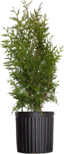 Green Giant Arborvitae (2.5 galones) Thuja Green Giant | Árbol de hoja perenne vivo de rápido crecimiento para privacidad