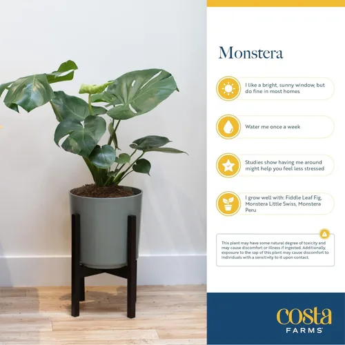 Miniatura 6 de Costa Farms Monstera, planta de queso suizo viva en maceta de plástico, planta de interior grande, perfecta para decoración del hogar, habitación u