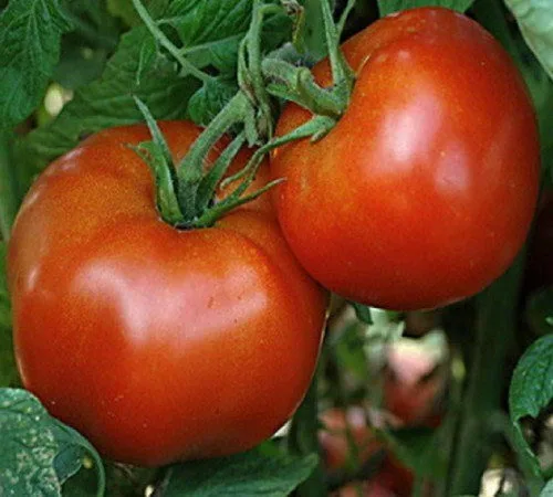 Miniatura 2 de 250 semillas de tomate Rutger's Heirloom – No transgénicos – Semillas siempre frescas – Semillas de siembra para huerto doméstico