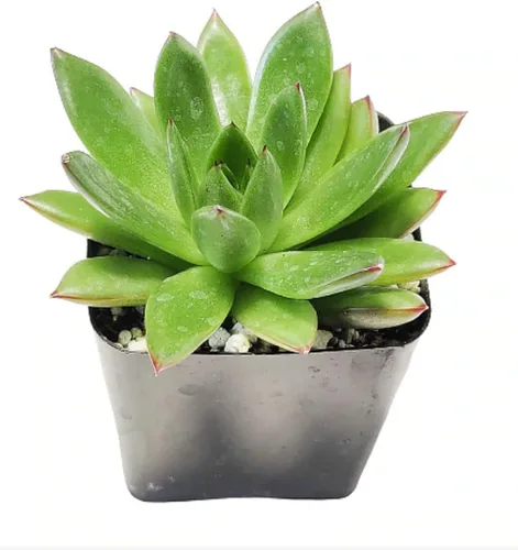 Miniatura 3 de Echeveria Agavoides Christmas 2 pulgadas Suculenta saludable Echeveria Live Easy Care planta interior casa, totalmente arraigada en tamaños