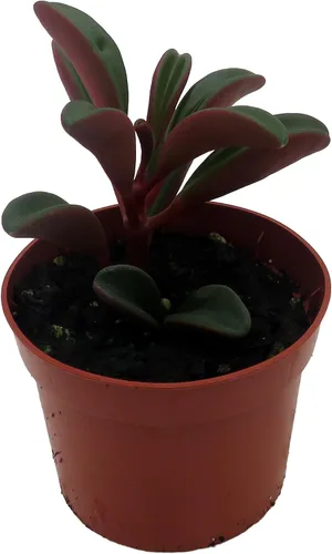 Miniatura 2 de Ruby Glow Peperomia Plant - Peperomia graveolens - Maceta de 2.5 pulgadas - Fácil de cultivar!