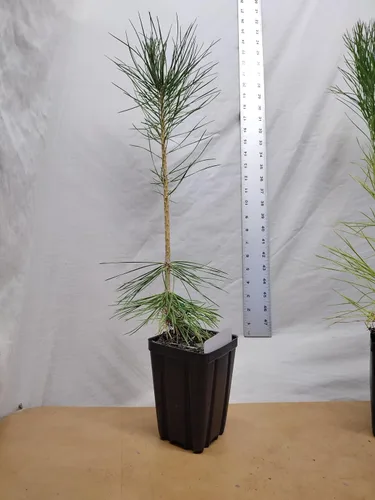 Miniatura 2 de Pino negro japonés Árbol de 1 año en maceta de vivero. Pinus thunbergii. Pino Thunbergiana. Pino verde. Listo para paisaje o bonsái